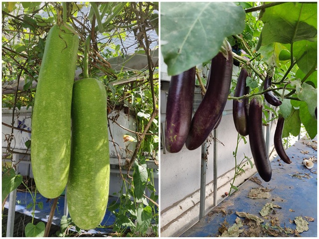 Cảnh trồng rau, nuôi gà, thả cá trên sân thượng của những nông dân phố - 10