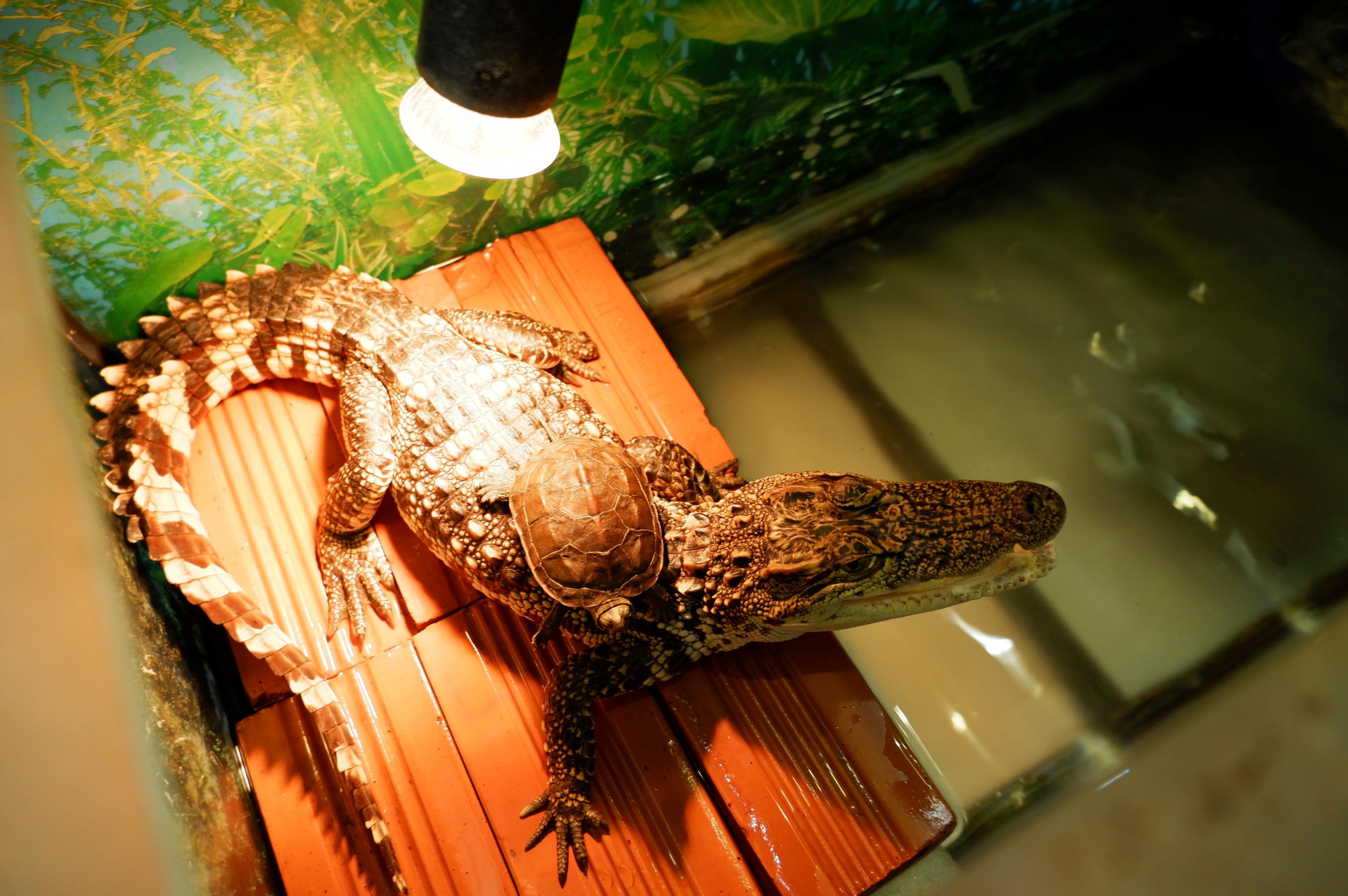 Nỗi lòng của người mẹ khi con trai yêu sâu đậm các loài bò sát - 7