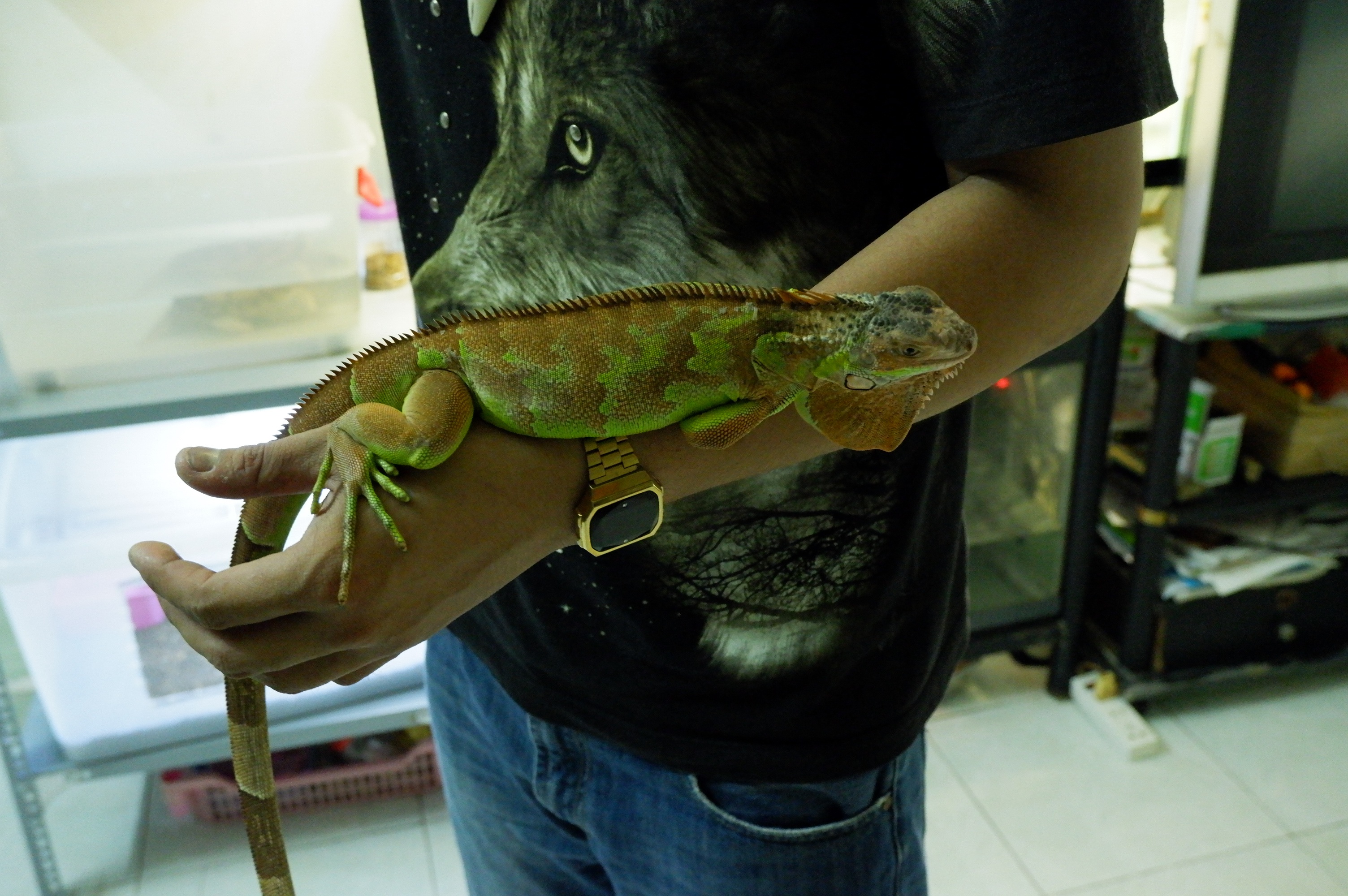 Nỗi lòng của người mẹ khi con trai yêu sâu đậm các loài bò sát - 6