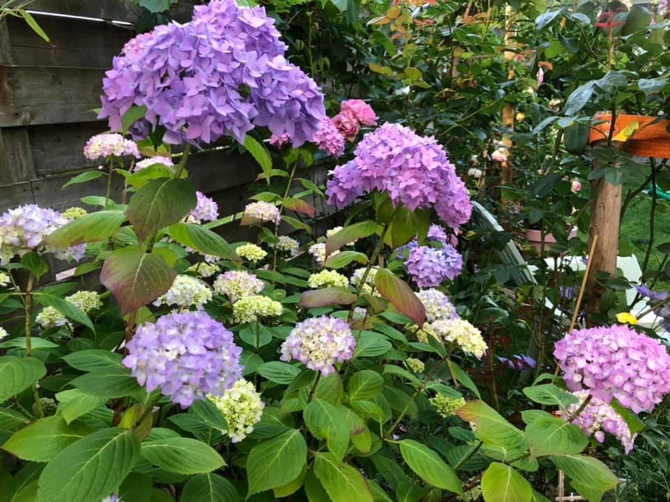 Sửng sốt khu vườn 100m2 tràn ngập hoa trái của mẹ Việt ở Hà Lan - 3