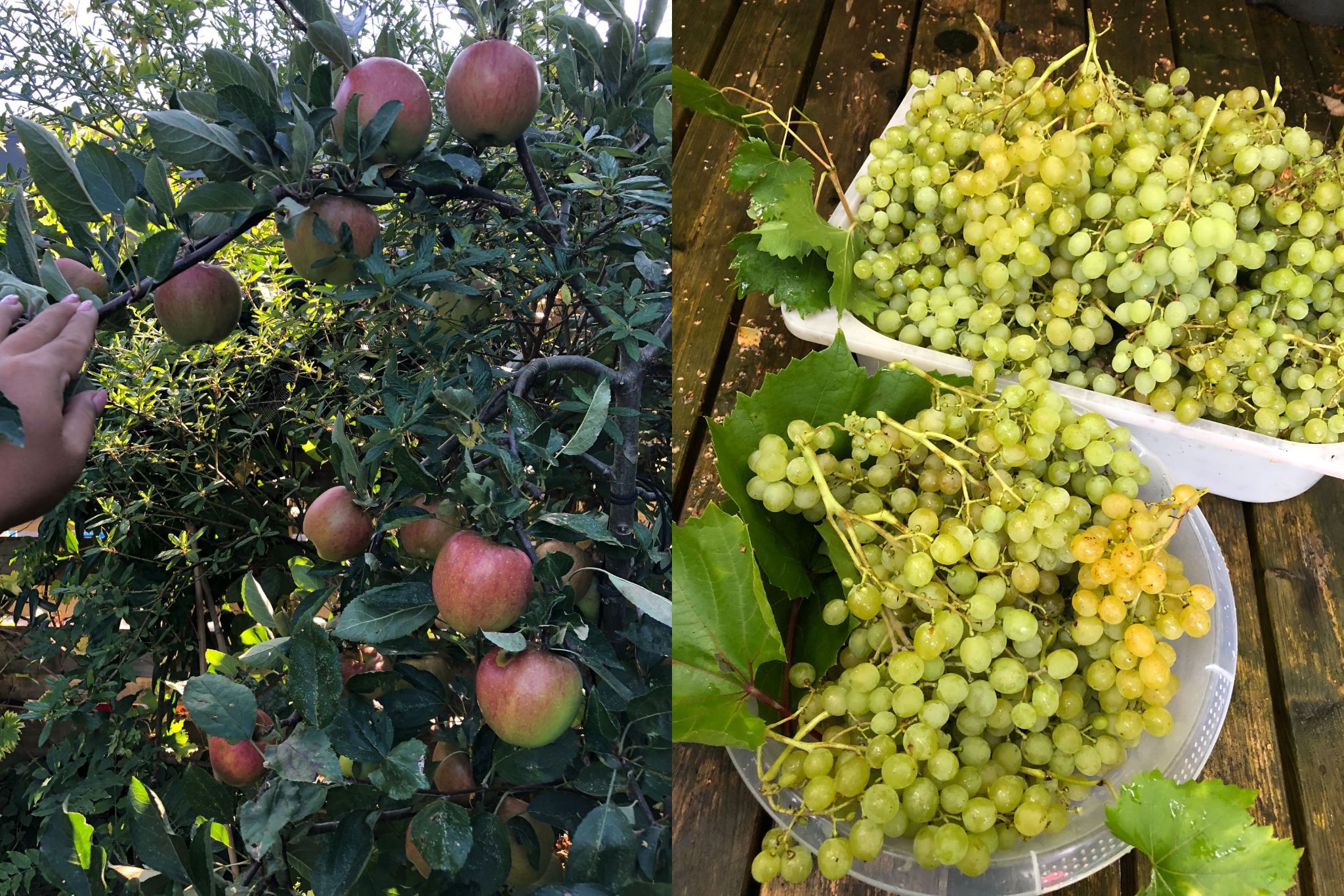 Sửng sốt khu vườn 100m2 tràn ngập hoa trái của mẹ Việt ở Hà Lan - 7