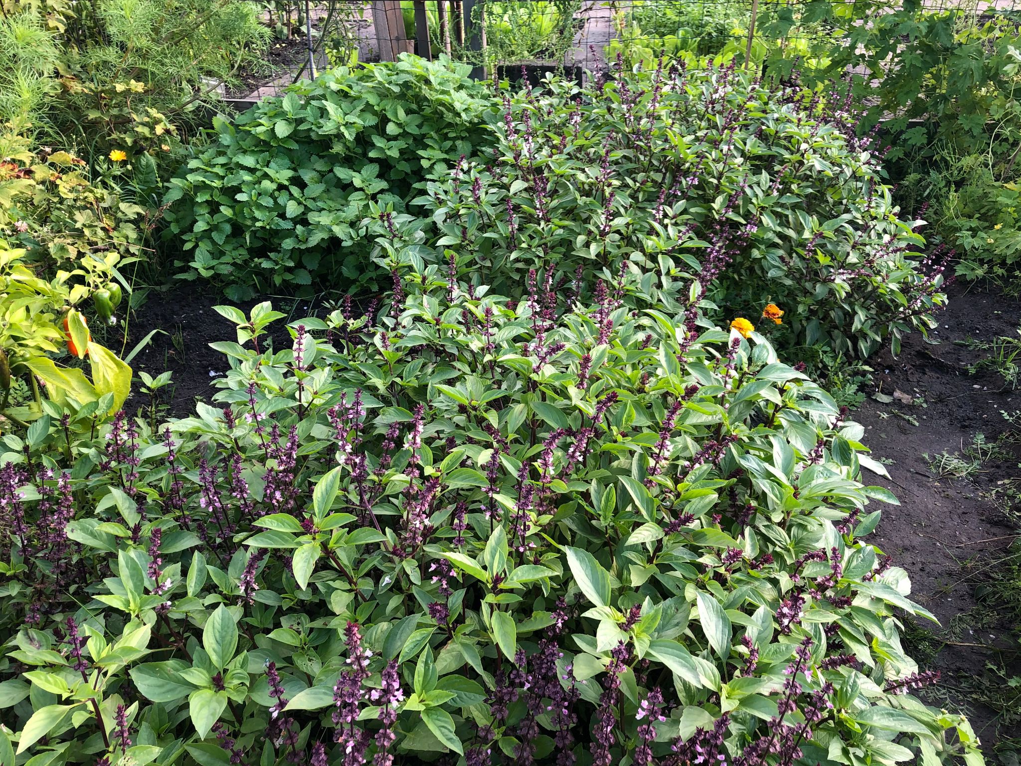 Sửng sốt khu vườn 100m2 tràn ngập hoa trái của mẹ Việt ở Hà Lan - 10