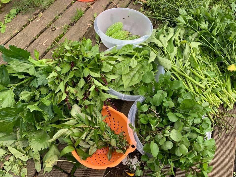 Sửng sốt khu vườn 100m2 tràn ngập hoa trái của mẹ Việt ở Hà Lan - 12