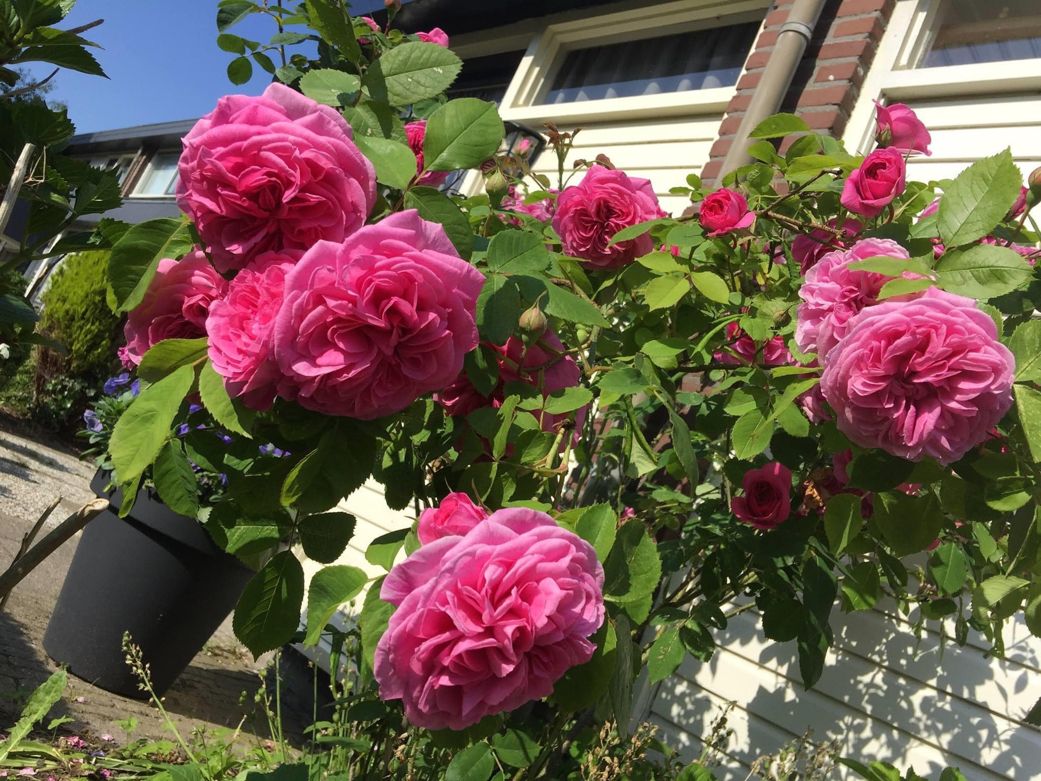 Sửng sốt khu vườn 100m2 tràn ngập hoa trái của mẹ Việt ở Hà Lan - 13