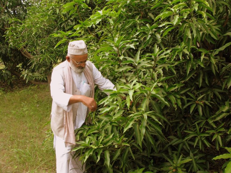 Cây xoài thần kỳ có 300 giống quả của cụ ông 80 tuổi - 1