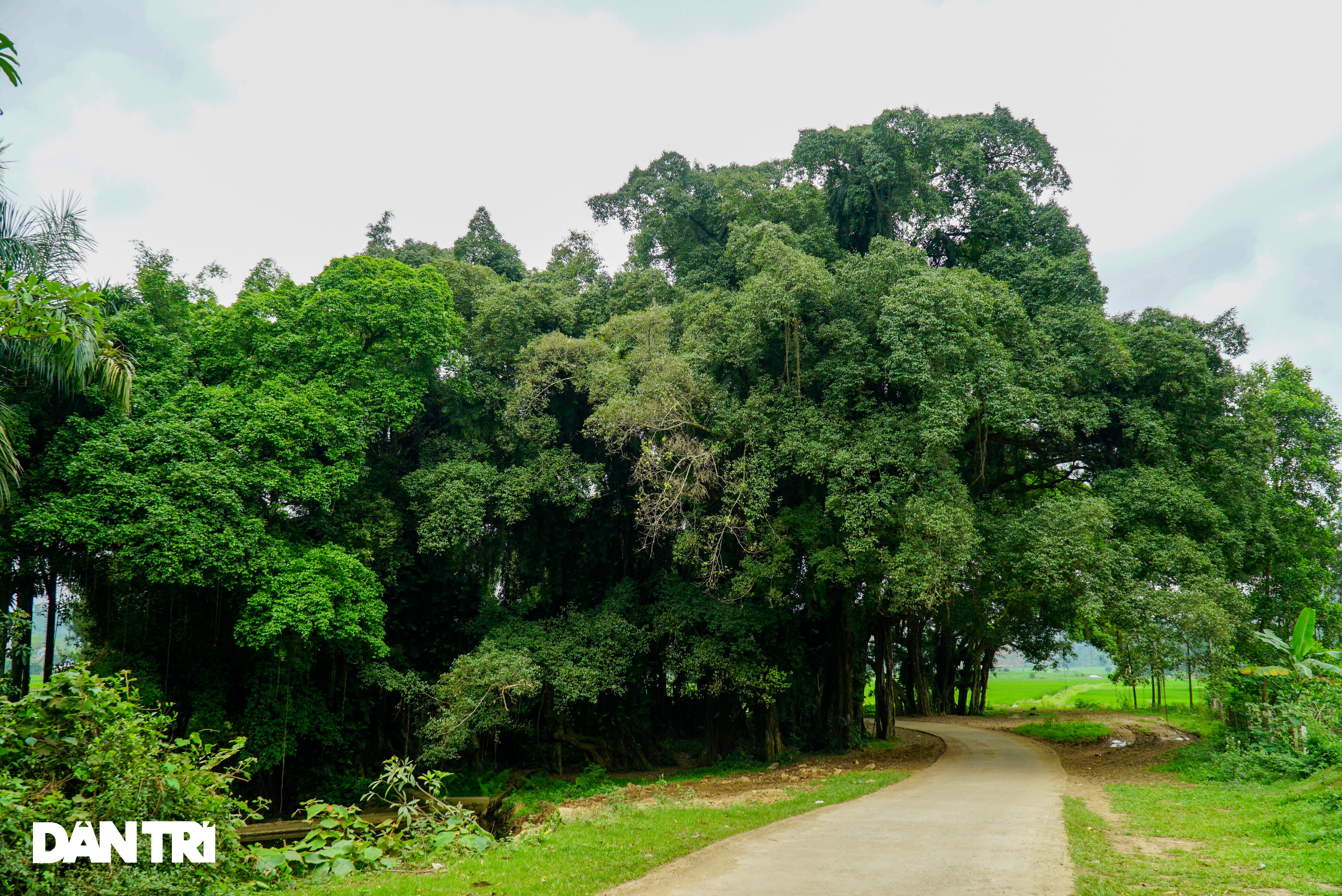 Tận mắt thấy cây ma làng tồn tại hơn 8 thế kỷ ở Hòa Bình - 2