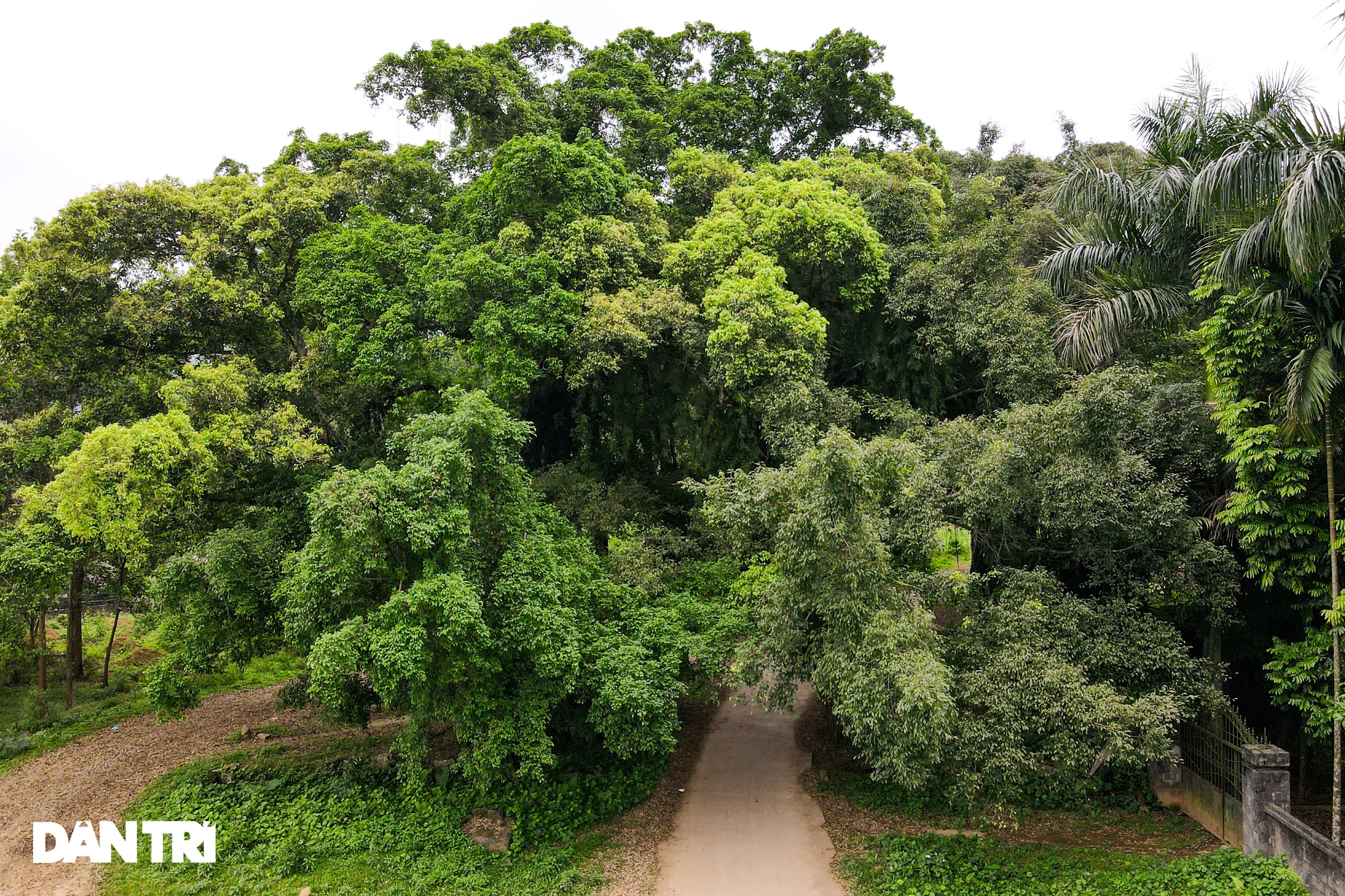 Tận mắt thấy cây ma làng tồn tại hơn 8 thế kỷ ở Hòa Bình - 10