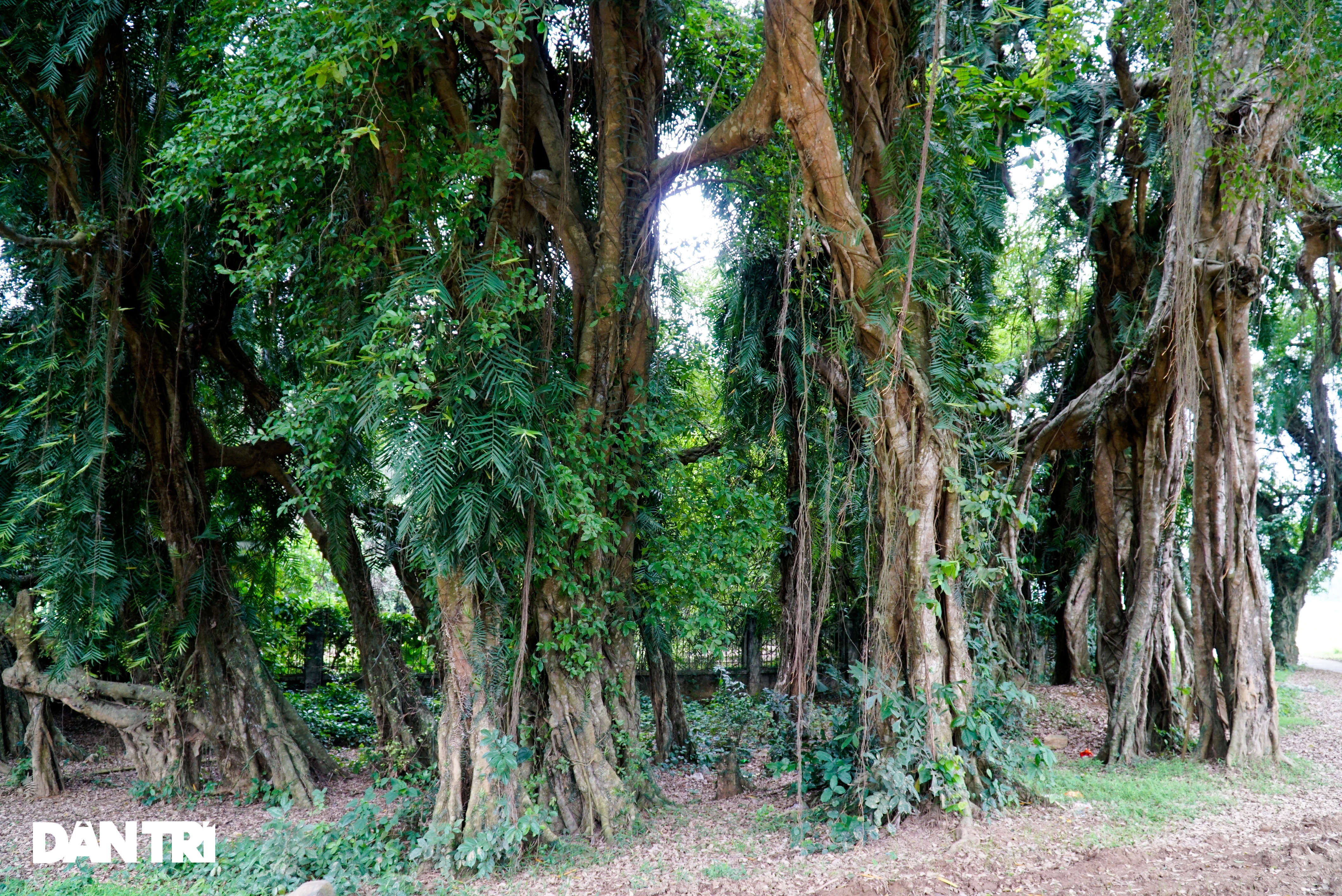 Tận mắt thấy cây ma làng tồn tại hơn 8 thế kỷ ở Hòa Bình - 4