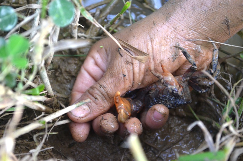 Vất vả nghề lội bùn bắt con... bò ngang - 4