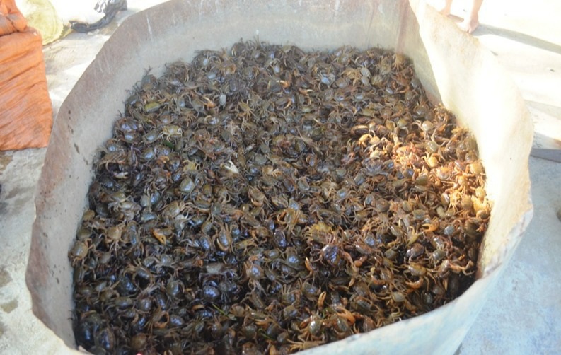 Vất vả nghề lội bùn bắt con... bò ngang - 7