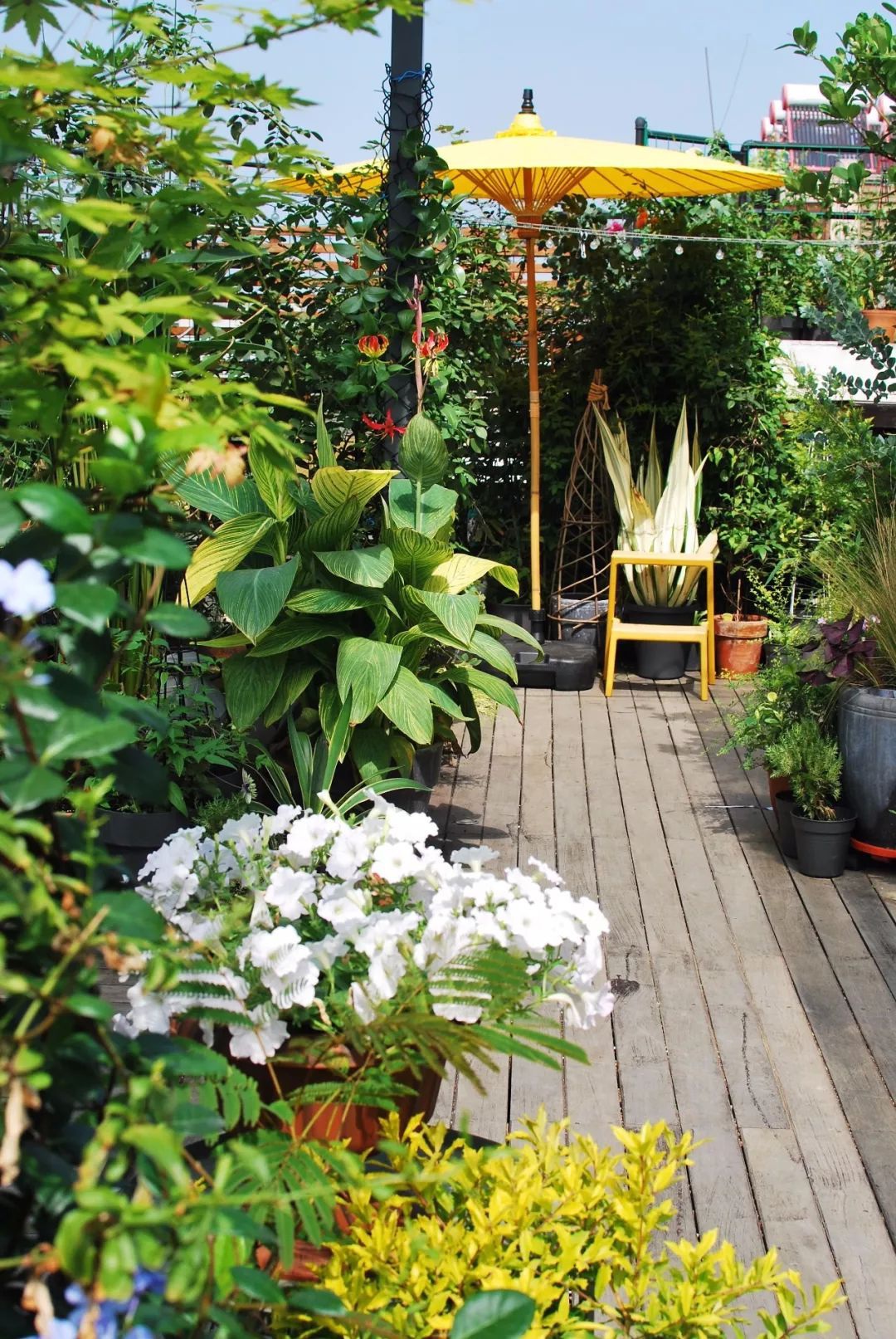 Mẹ cùng con gái biến sân thượng thành thiên đường trăm loài hoa - 5