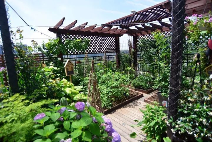 Mẹ cùng con gái biến sân thượng thành thiên đường trăm loài hoa - 9