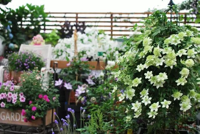 Mẹ cùng con gái biến sân thượng thành thiên đường trăm loài hoa - 11