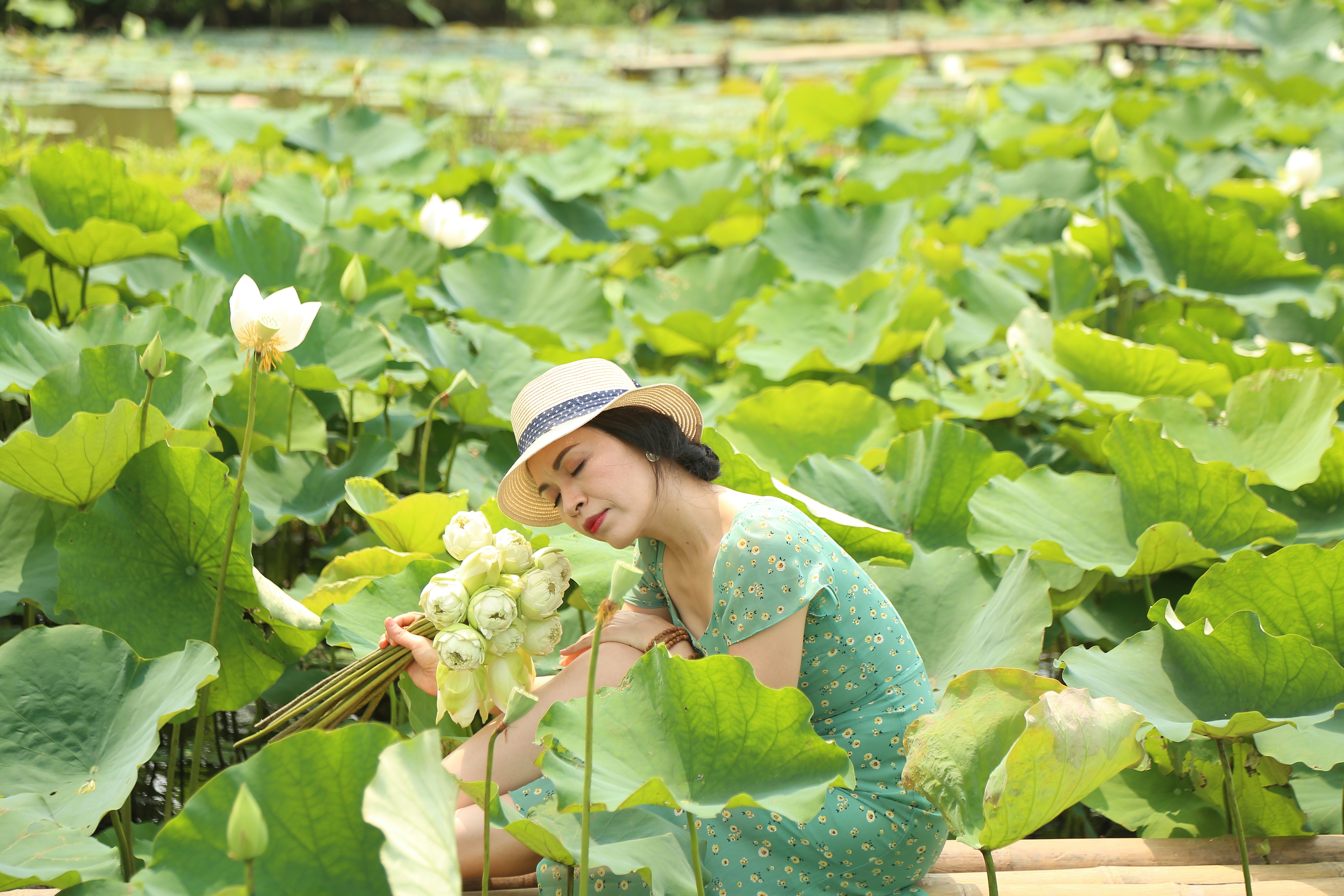 Hà Nội: Kiếm tiền triệu từ nghề trồng hoa sen trắng - 8