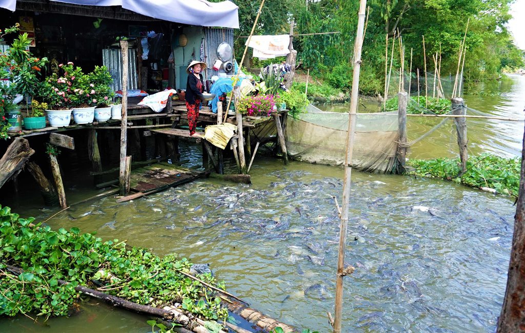 Đàn cá hàng ngàn con đến nhà dân xin thức ăn, chủ nhà gọi cá là con - 1