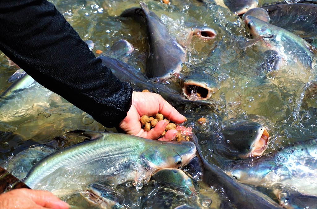 Đàn cá hàng ngàn con đến nhà dân xin thức ăn, chủ nhà gọi cá là con - 2