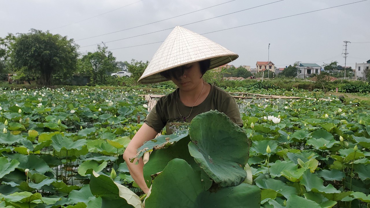Hà Nội: Kiếm tiền triệu từ nghề trồng hoa sen trắng - 3