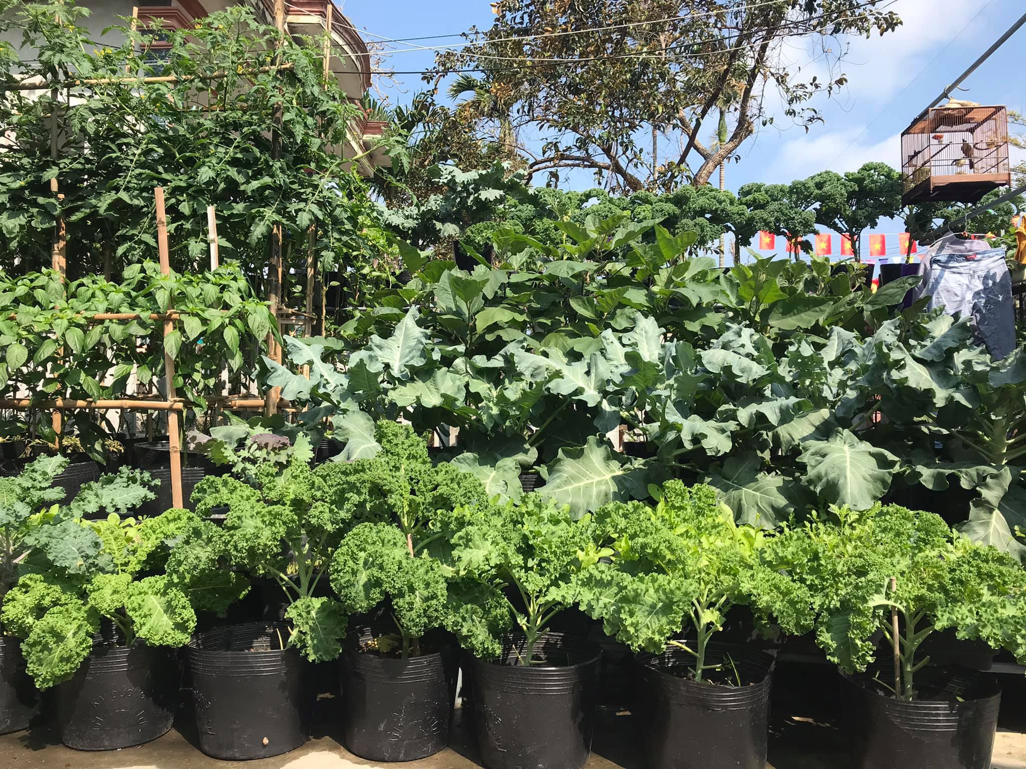 Vườn 60m2 đủ loại rau trái, vợ chồng trẻ ở Quảng Nam không phải đi chợ - 1