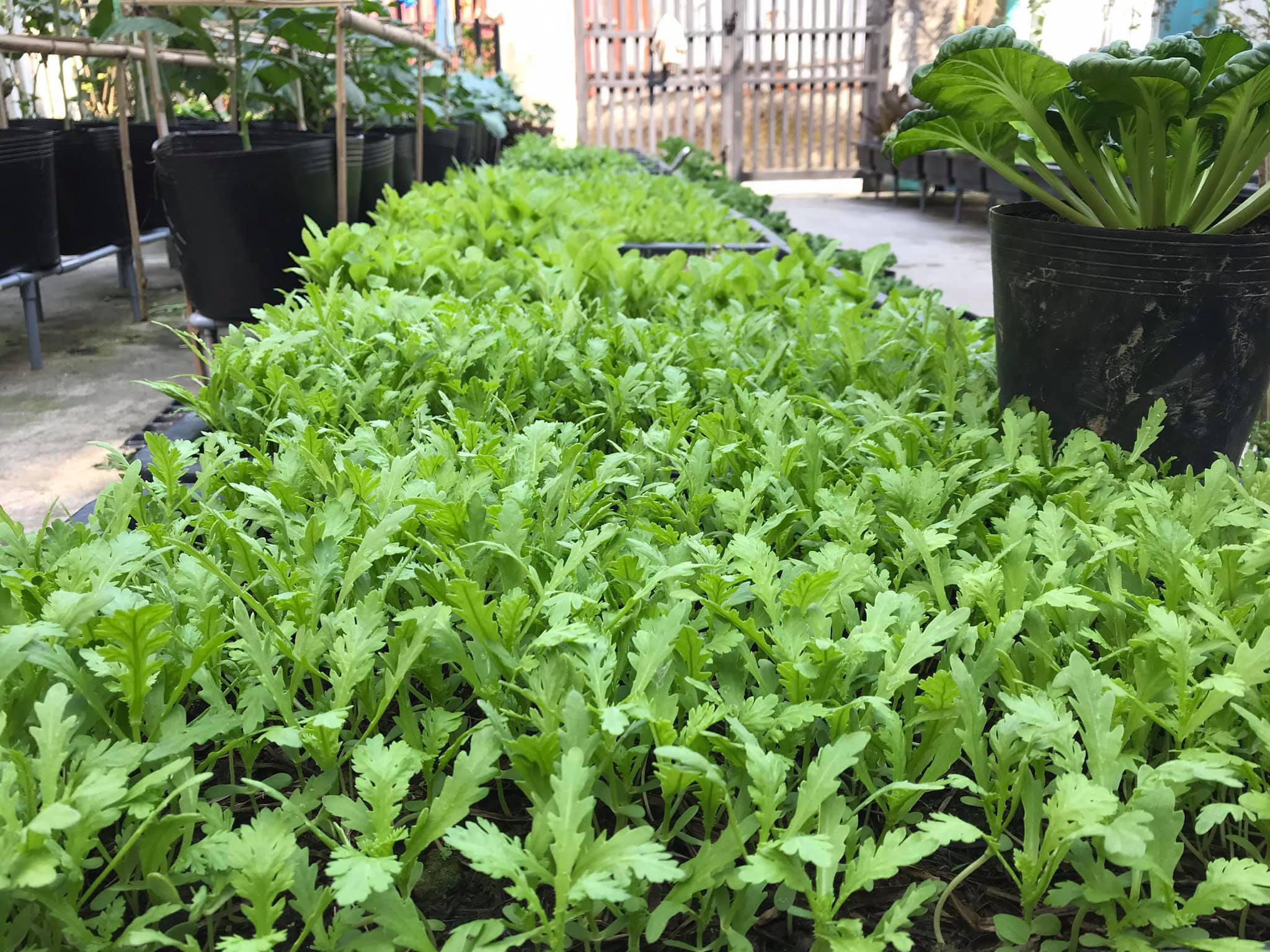 Vườn 60m2 đủ loại rau trái, vợ chồng trẻ ở Quảng Nam không phải đi chợ - 2