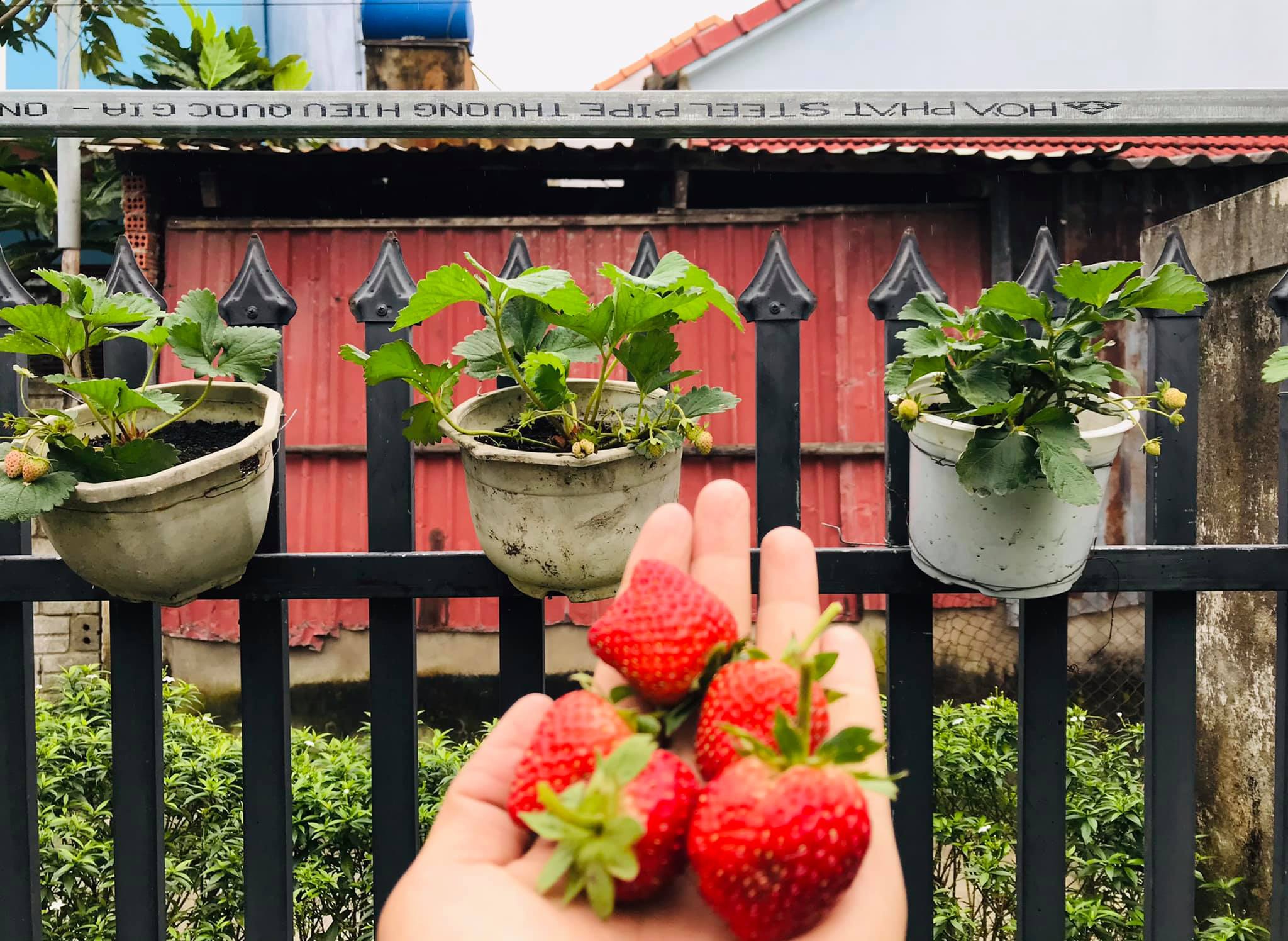 Vườn 60m2 đủ loại rau trái, vợ chồng trẻ ở Quảng Nam không phải đi chợ - 4