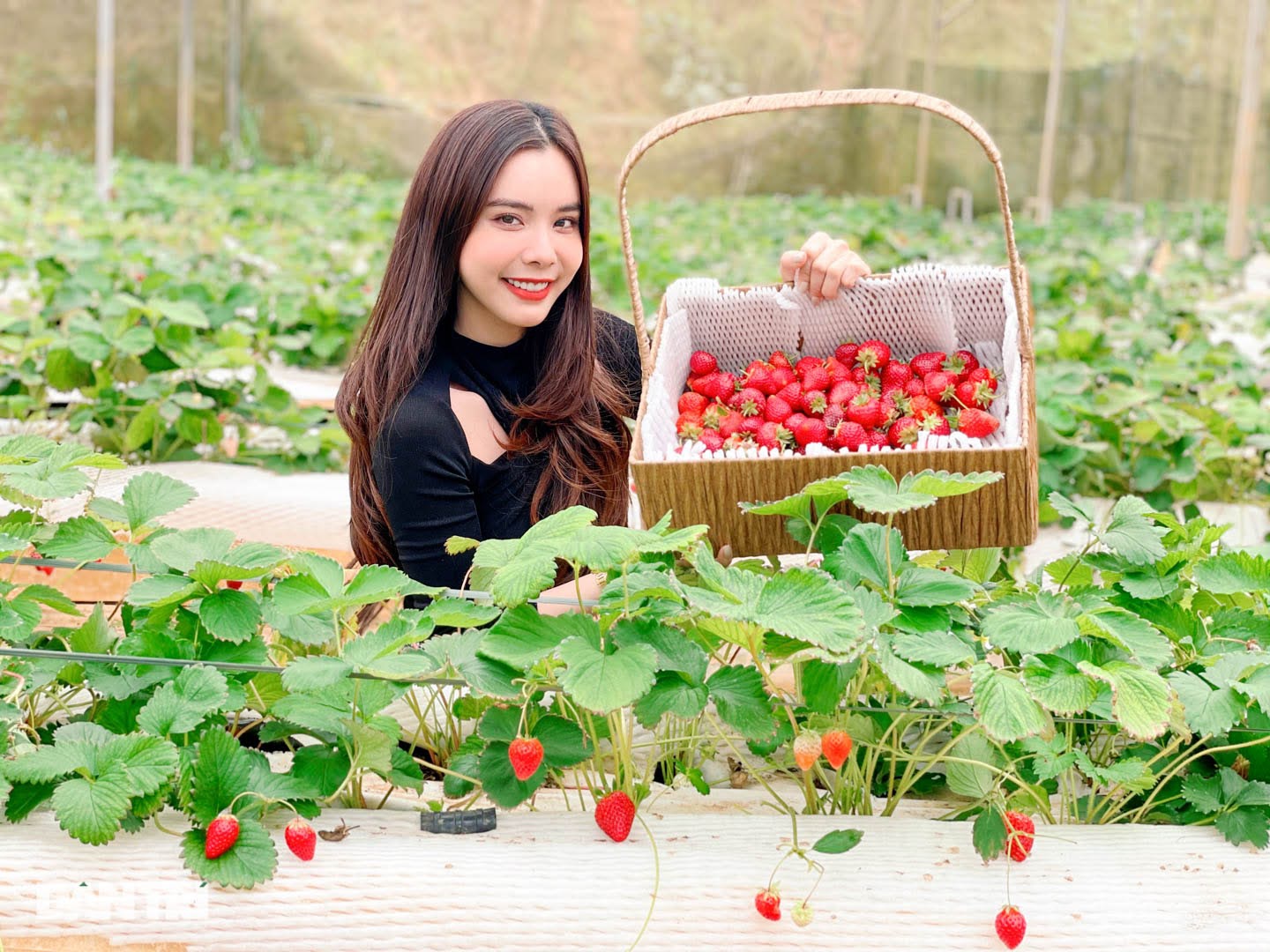 Bỏ việc, cắm sổ đỏ đi trồng dâu tây: Đón 3 vạn khách, thu 3 tỷ đồng mỗi năm - 1