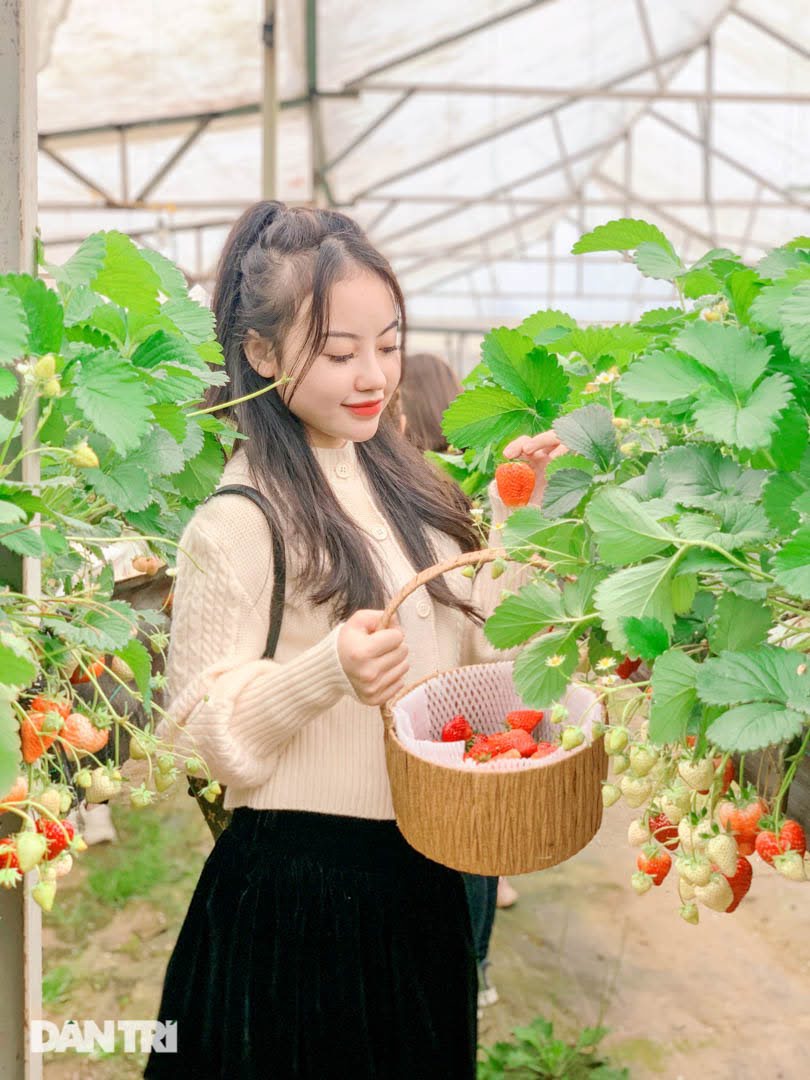 Bỏ việc, cắm sổ đỏ đi trồng dâu tây: Đón 3 vạn khách, thu 3 tỷ đồng mỗi năm - 6