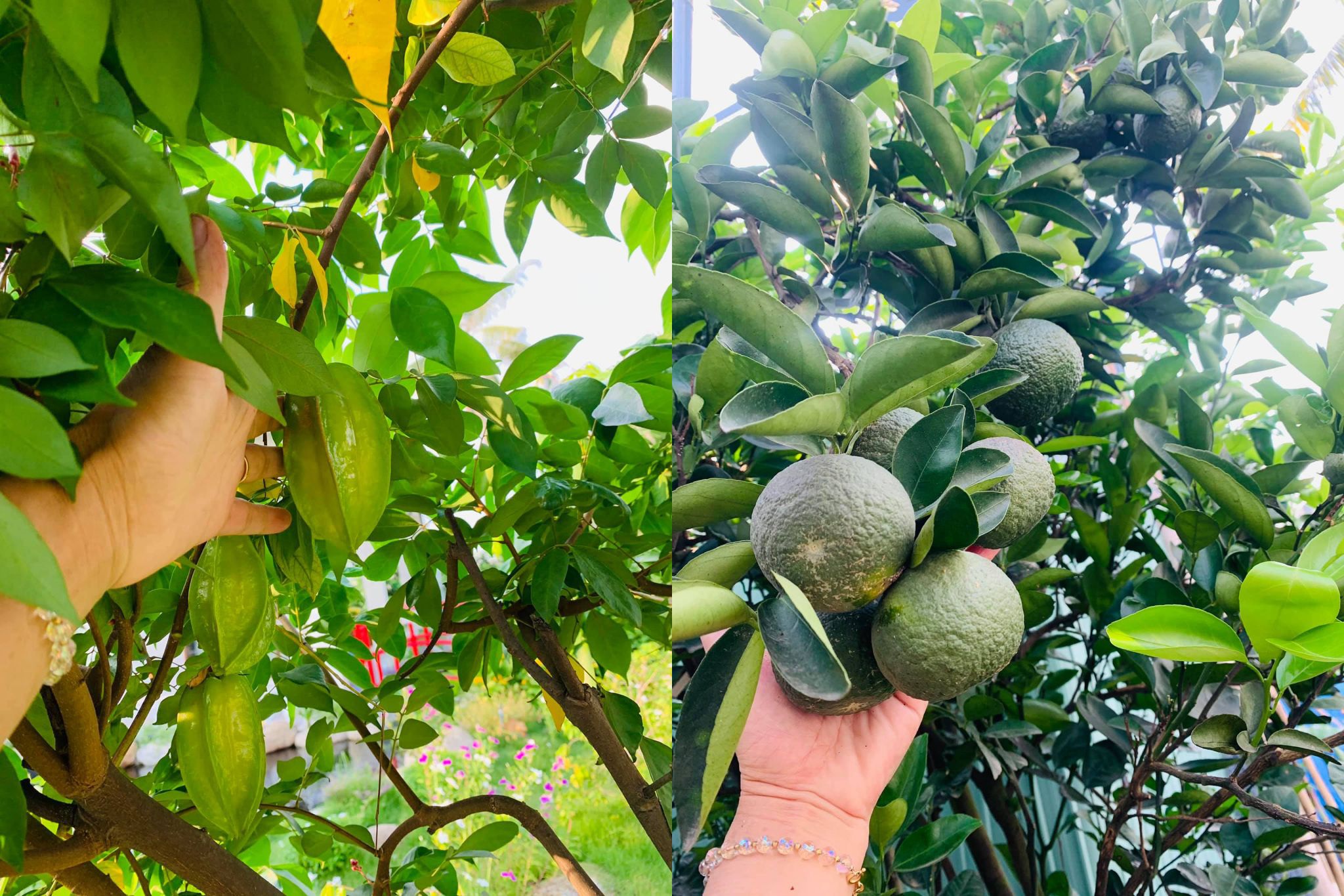 Khu vườn 720m2 đẹp như resort thu nhỏ người chồng tặng vợ ở Đồng Nai - 9