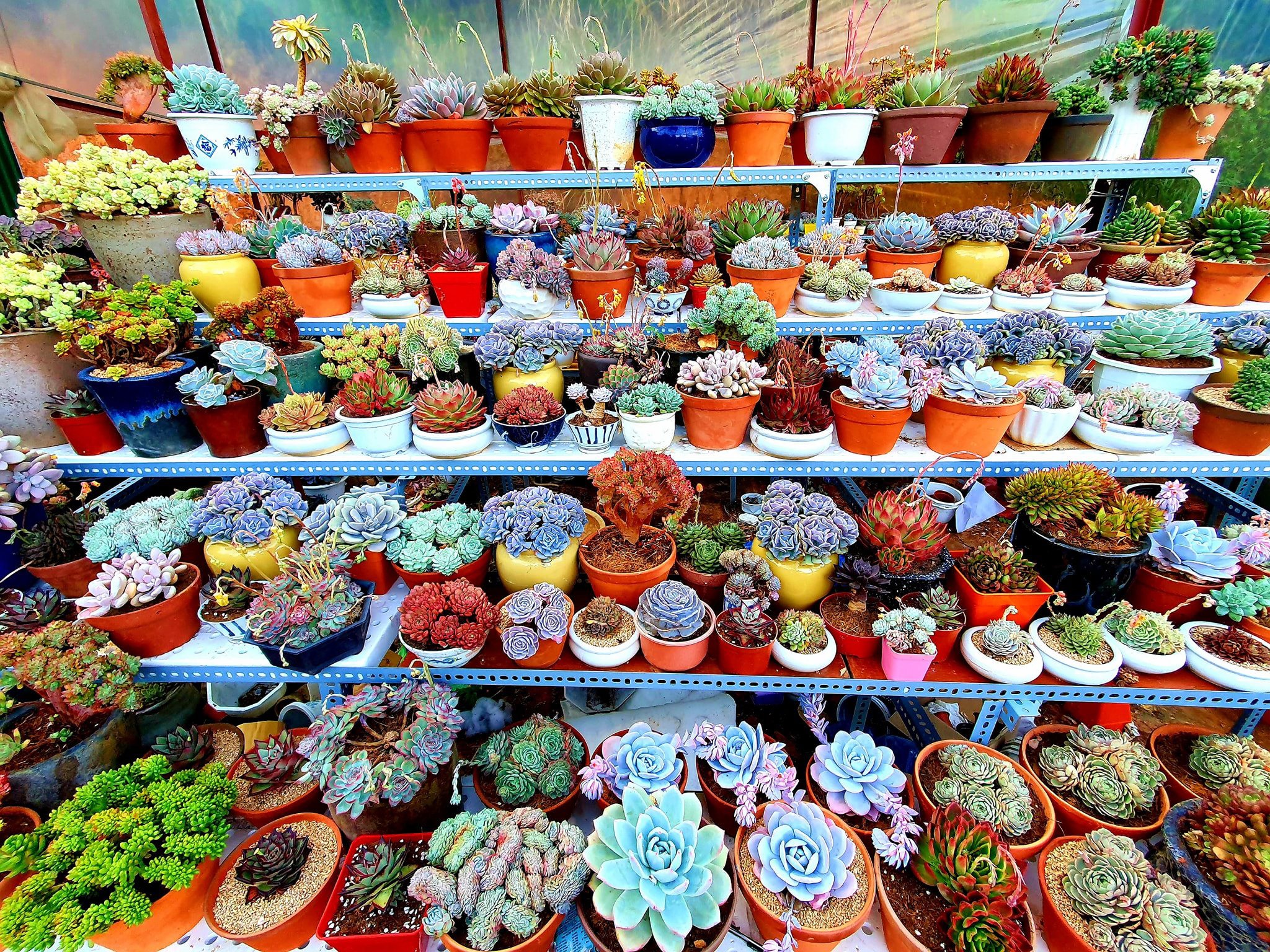 Chiêm ngưỡng vườn sen đá với 200 loài độc lạ của 8X Đà Lạt - 1