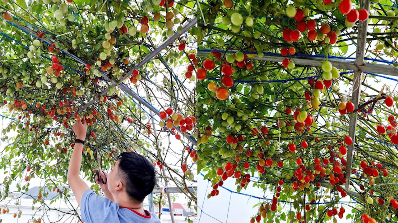 Mẹ đảm Hải Phòng vác đất lên sân thượng, tự tạo nông trại hữu cơ xanh tốt - 7