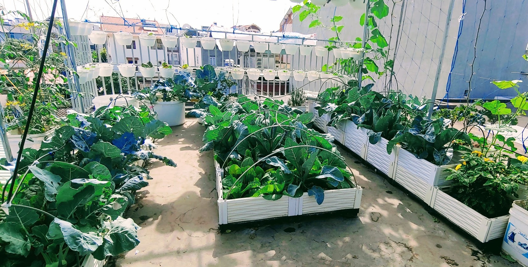 Mẹ Hải Phòng lấy đất làm sân thượng, tạo trang trại hữu cơ xanh cho riêng mình - 8