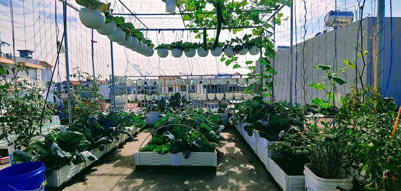Mẹ Hải Phòng lấy đất làm sân thượng, tạo trang trại hữu cơ xanh cho riêng mình - 9