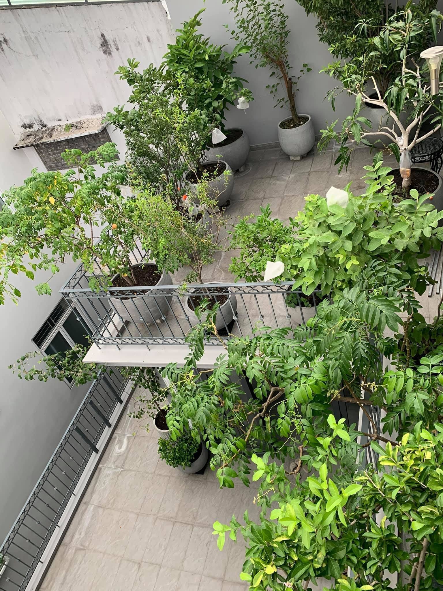Mát mắt với nhà phố ở Sài Gòn ngập cây xanh, trĩu trịt hoa trái - 2