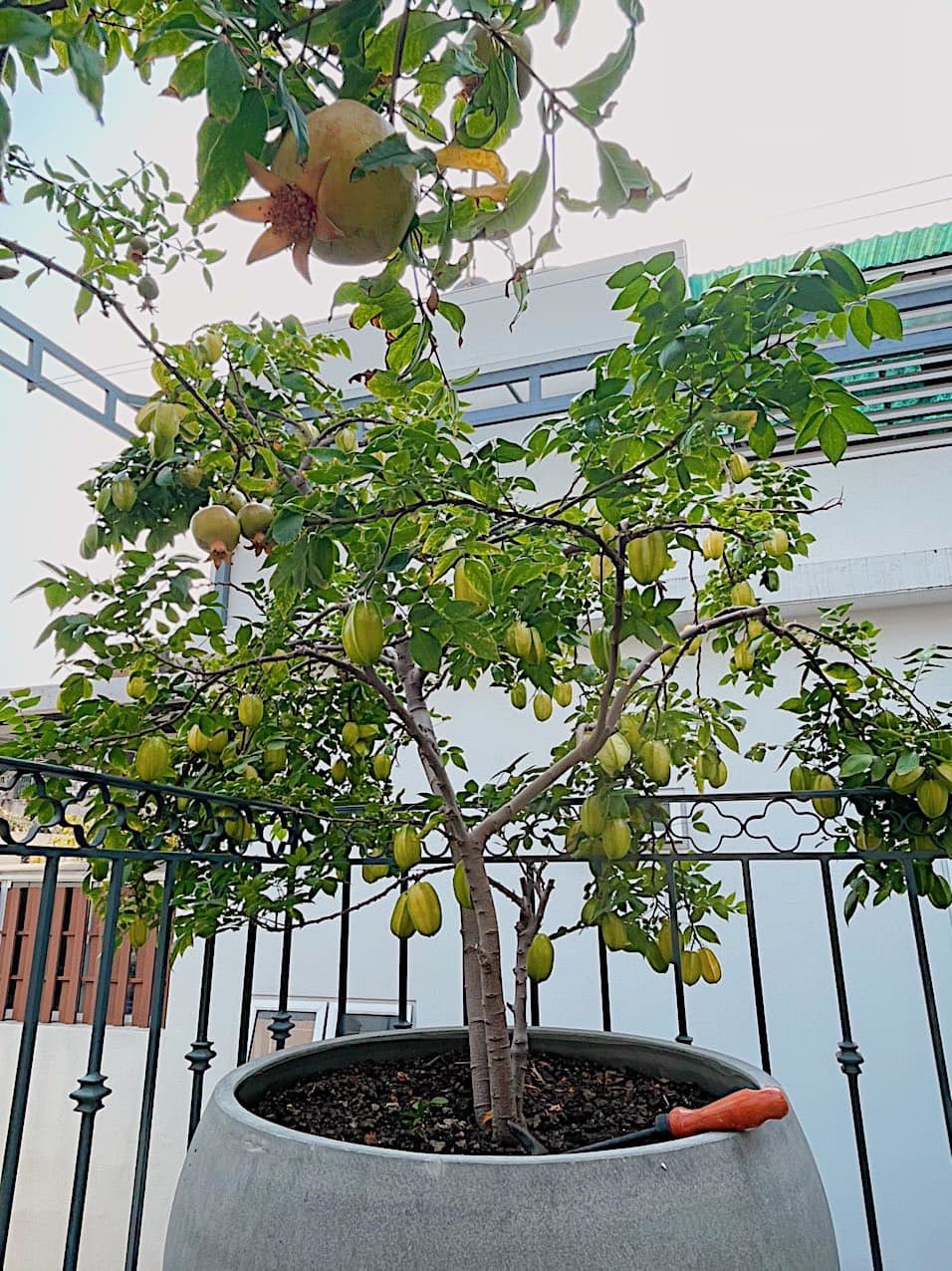 Mát mắt với nhà phố ở Sài Gòn ngập cây xanh, trĩu trịt hoa trái - 6