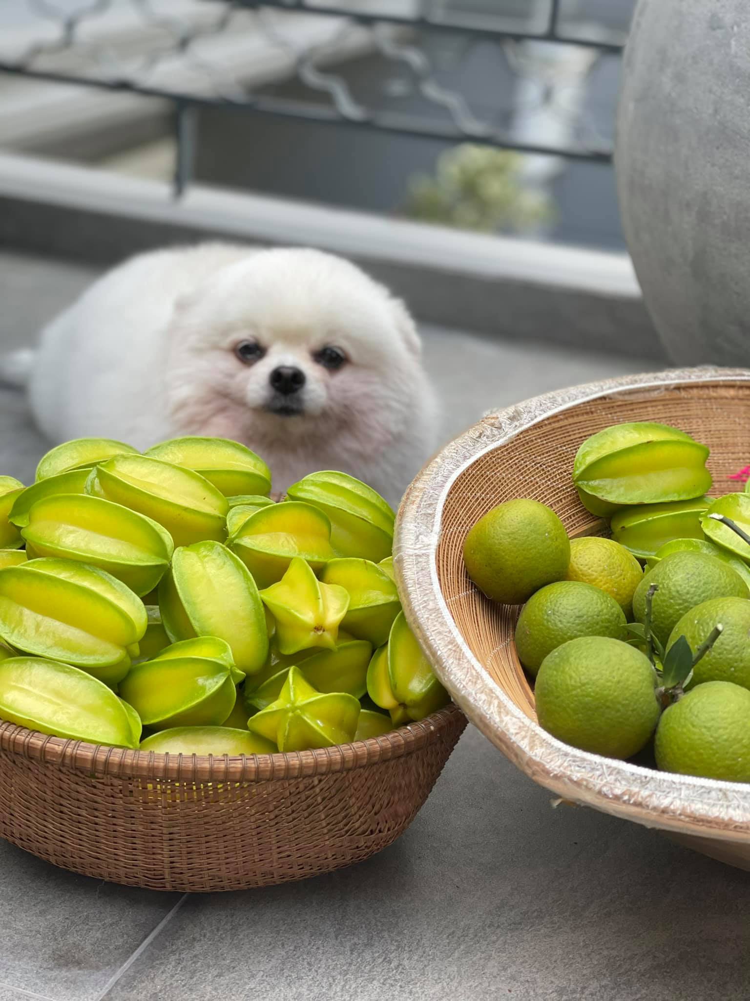 Mát mắt với nhà phố ở Sài Gòn ngập cây xanh, trĩu trịt hoa trái - 8