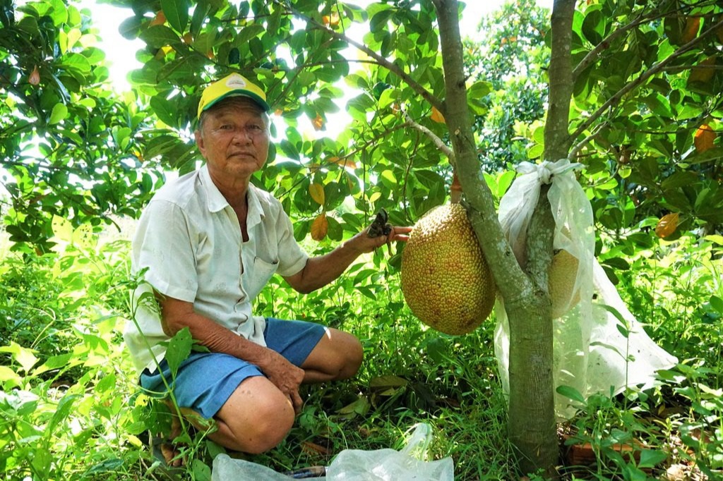 Trồng loại mít đặc biệt trái đẹp múi ngon mỗi héc ta nông dân lãi 700 triệu