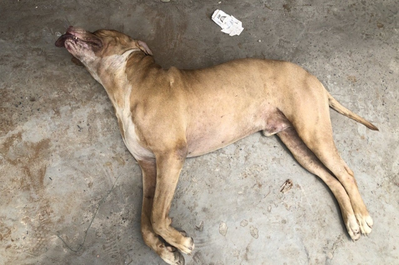 Vụ chó cắn chết người: Chủ từng khoe chó rất khôn, ai trêu thì coi chừng - 1