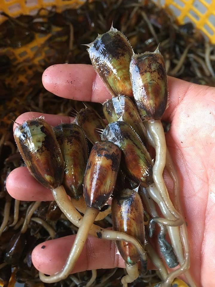 Đặc sản cà xỉu chân dài được ví như thần dược hút khách ở Kiên Giang - 1