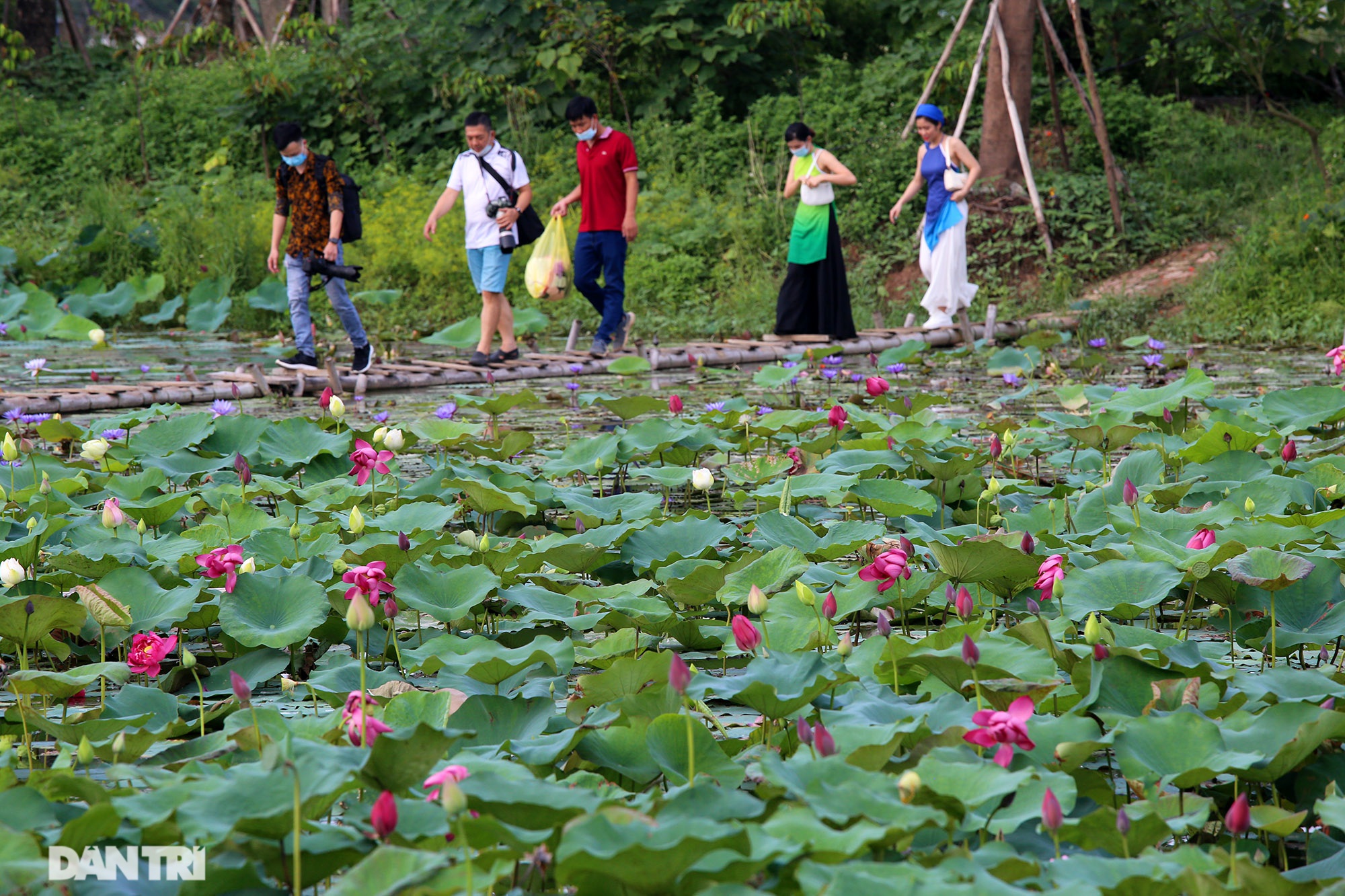 Thăm đầm sen ở Hà Nội có đến 167 loài, đa dạng nhất Việt Nam - 1