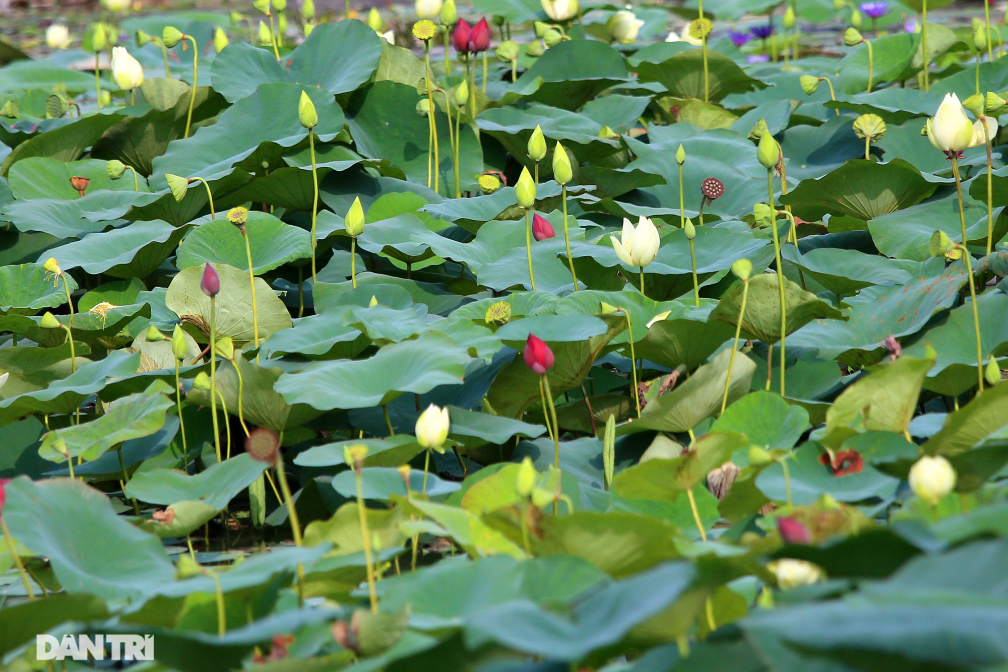 Thăm đầm sen ở Hà Nội có đến 167 loài, đa dạng nhất Việt Nam - 15