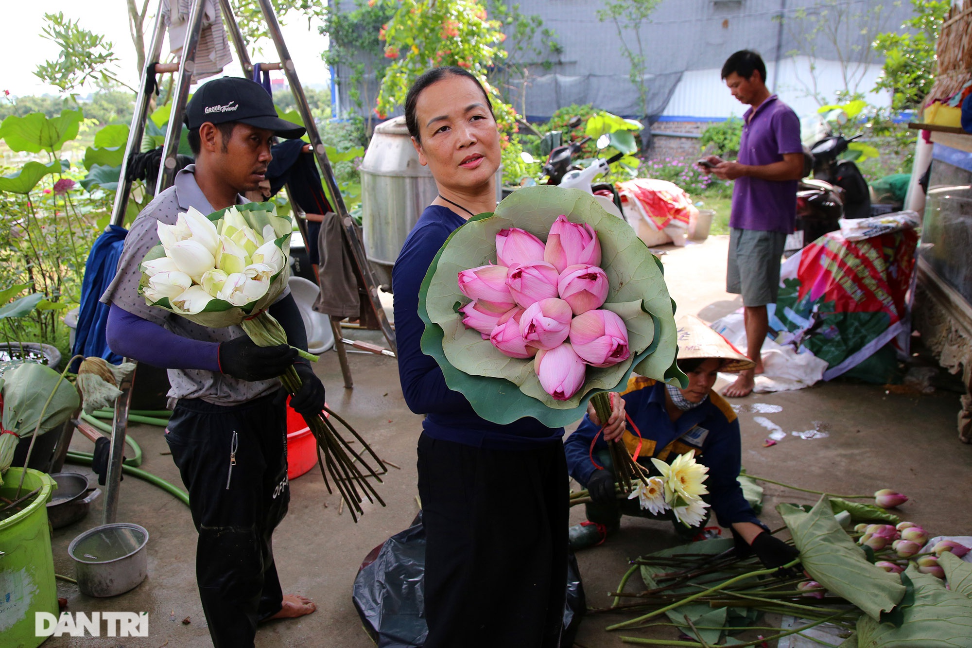 Thăm đầm sen ở Hà Nội có đến 167 loài, đa dạng nhất Việt Nam - 3