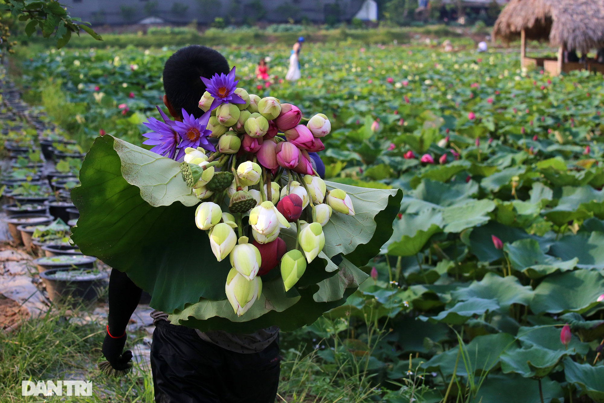 Thăm đầm sen ở Hà Nội có đến 167 loài, đa dạng nhất Việt Nam - 7