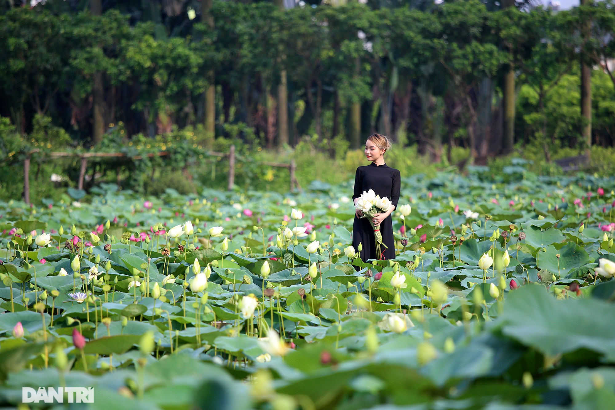 Thăm đầm sen ở Hà Nội có đến 167 loài, đa dạng nhất Việt Nam - 8