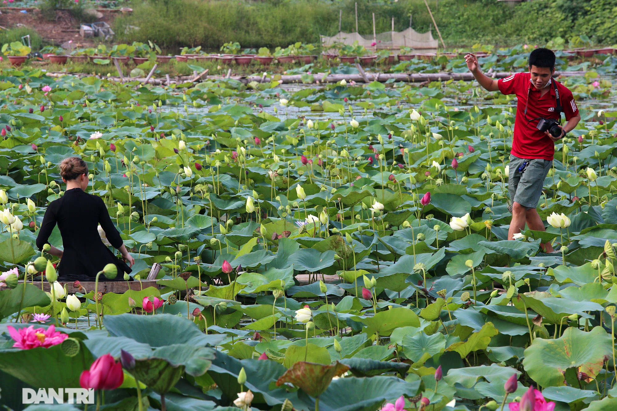 Thăm đầm sen ở Hà Nội có đến 167 loài, đa dạng nhất Việt Nam - 9