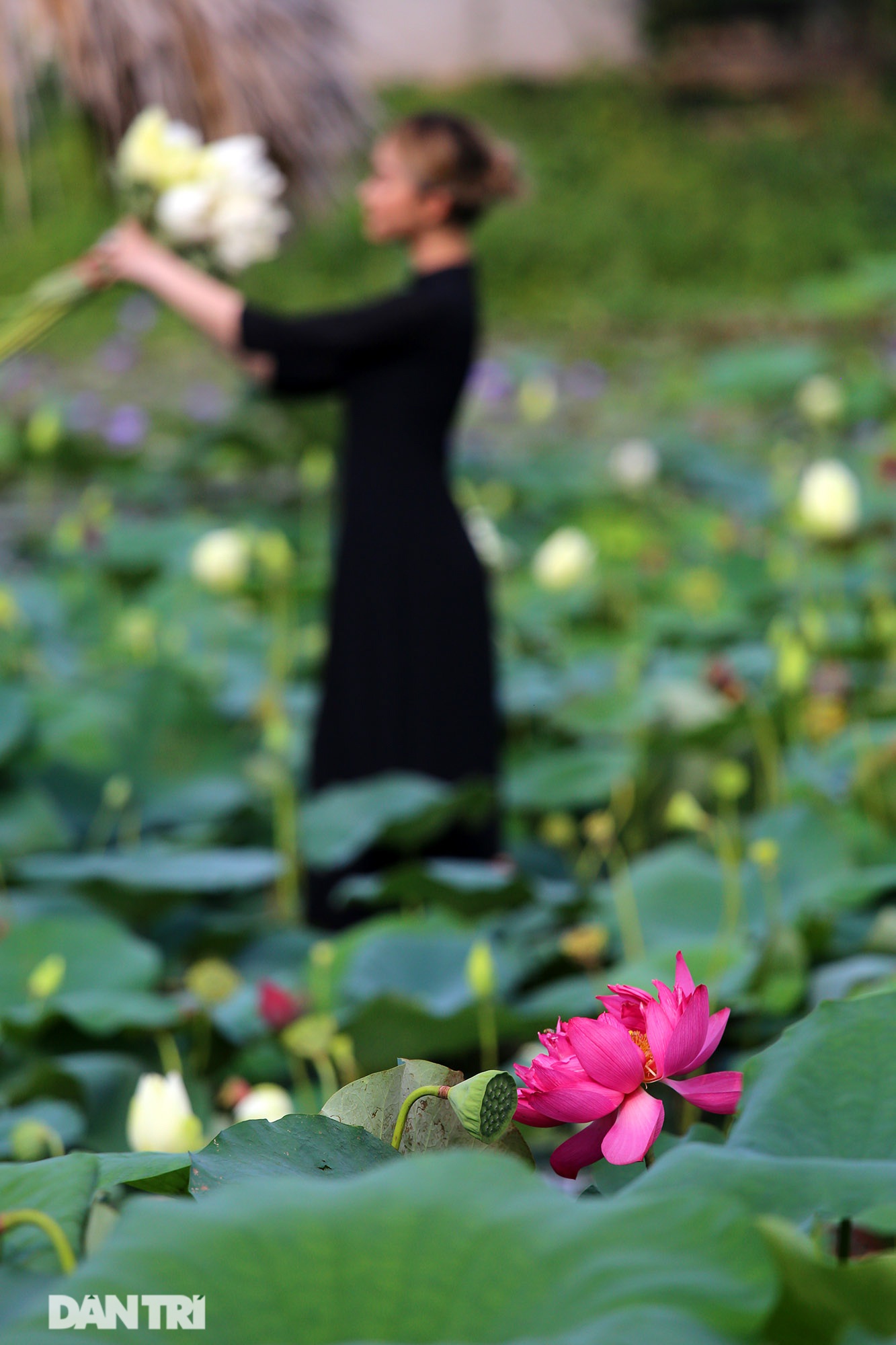 Thăm đầm sen ở Hà Nội có đến 167 loài, đa dạng nhất Việt Nam - 10