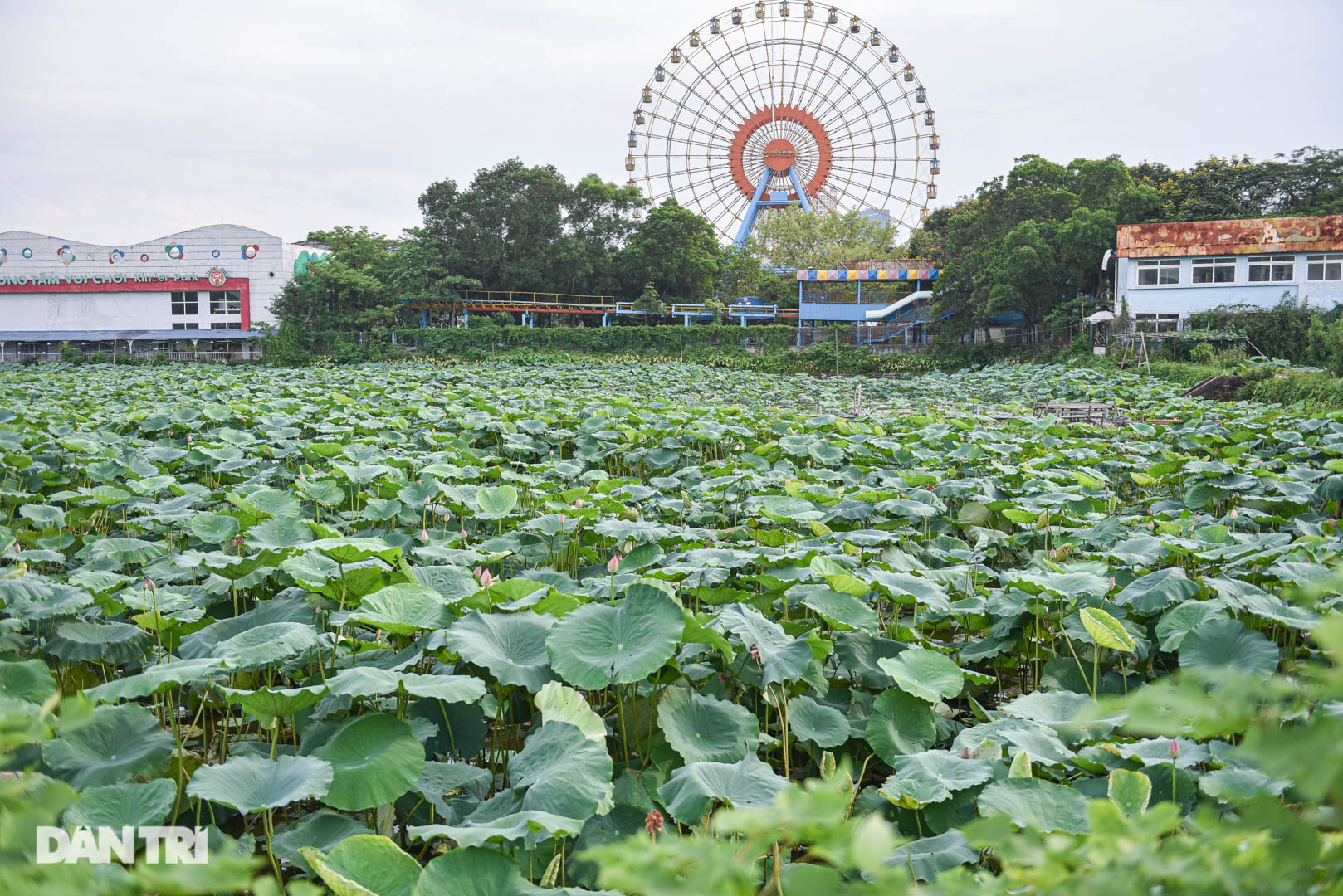 Sen hồ Tây khoe sắc, dịch vụ ăn theo thất thu vì dịch Covid-19 - 1