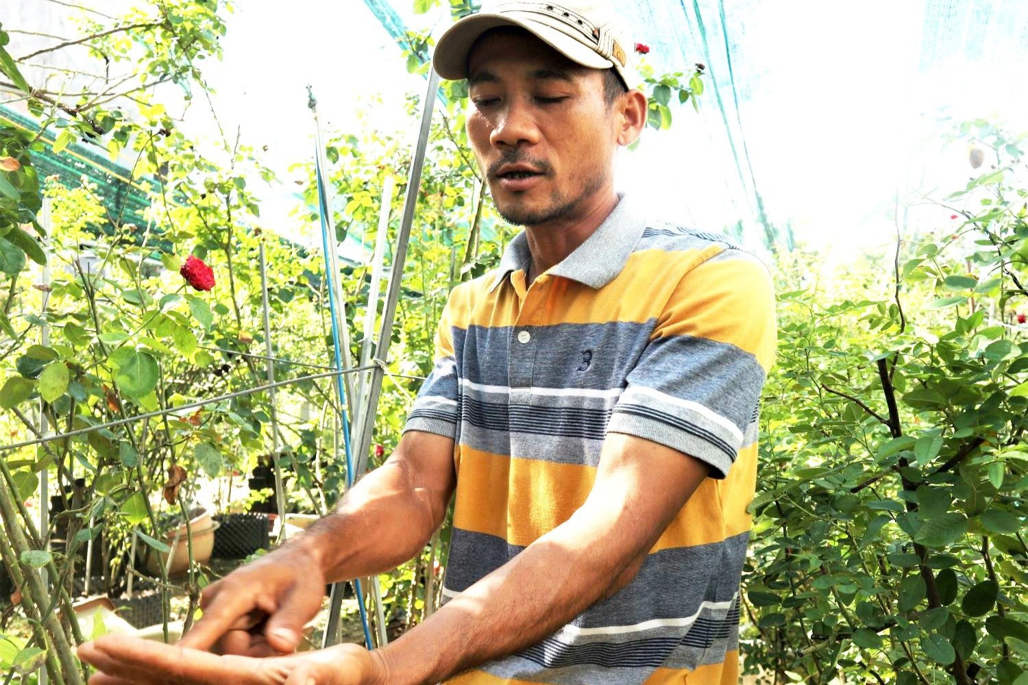 Đưa giống hồng ngoại về miền cát bỏng, anh nông dân trẻ thu lãi cao - 1