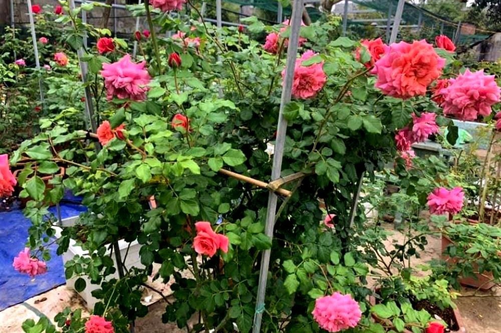 Đưa giống hồng ngoại về miền cát bỏng, anh nông dân trẻ thu lãi cao - 2