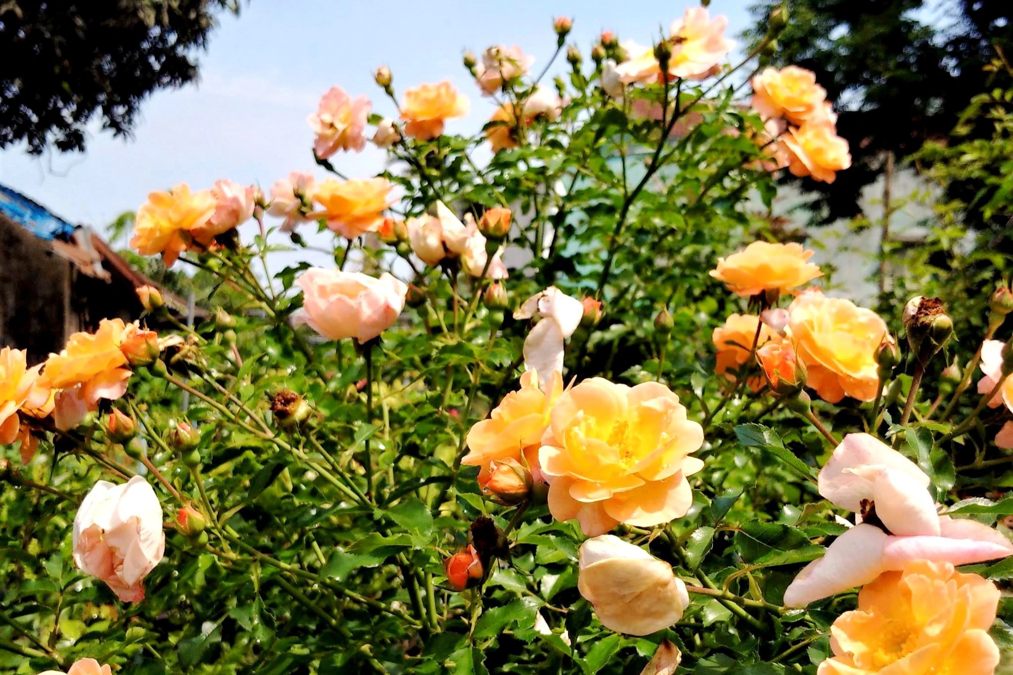 Đưa giống hồng ngoại về miền cát bỏng, anh nông dân trẻ thu lãi cao - 3