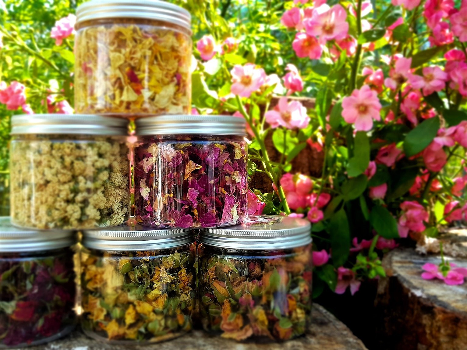 Đưa giống hồng ngoại về miền cát bỏng, anh nông dân trẻ thu lãi cao - 5