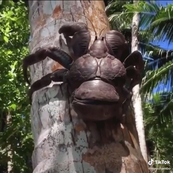 Loài 'quái vật' trên cây dừa khiến nhiều người sợ hãi nhưng lại là đặc sản